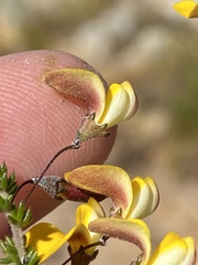 Aspalathus tenuissima