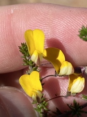 Aspalathus tenuissima