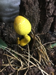 Leucocoprinus birnbaumii image