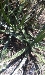 Agave univittata