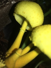 Leucocoprinus birnbaumii image