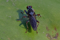 Hydromyza livens