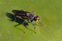 Hydromyza livens