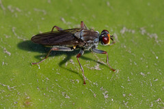 Hydromyza livens