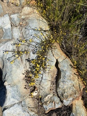 Aspalathus tenuissima