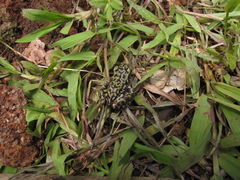 Eleutherodactylus leprus