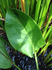 Alisma subcordatum