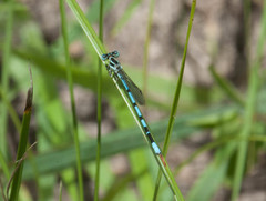 Argia bipunctulata