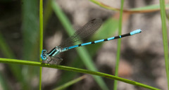 Argia bipunctulata