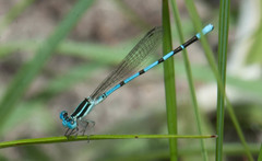 Argia bipunctulata