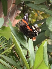 Vanessa atalanta