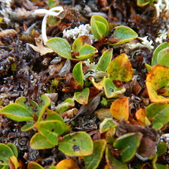 Salix stolonifera