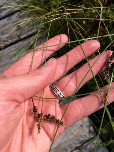 Lesser panicled sedge (Carex diandra)