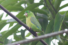 Forpus crassirostris