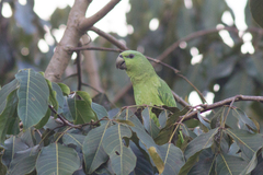 Graydidascalus brachyurus