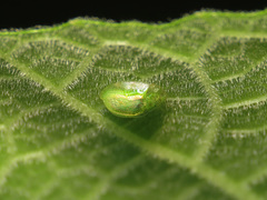 Cassida margaritacea