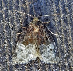 Neoligia crytora