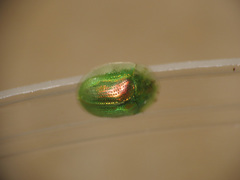 Cassida margaritacea