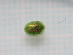 Cassida margaritacea