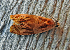Olethreutes nitidana