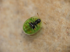Cassida margaritacea