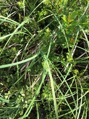 Carex lacustris