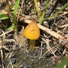 Hygrocybe