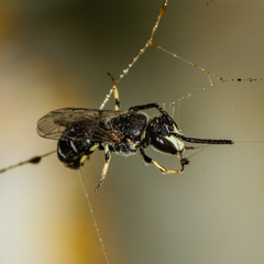 Hylaeus hyalinatus