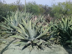 Agave asperrima zarcensis