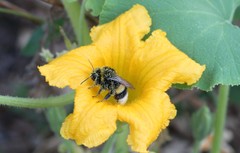 Cucurbita maxima