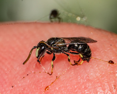 Hylaeus hyalinatus