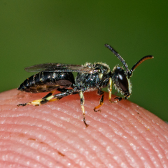 Hylaeus hyalinatus