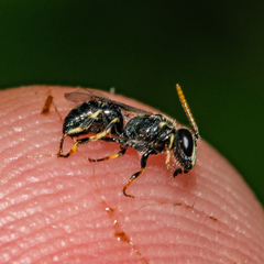 Hylaeus hyalinatus