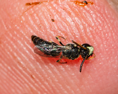 Hylaeus hyalinatus