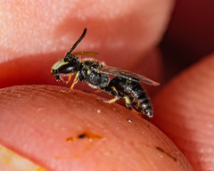 Hylaeus hyalinatus