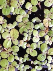 Spirodela polyrhiza