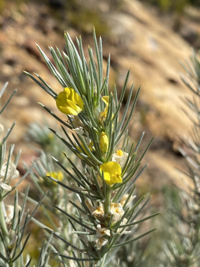 Aspalathus florifera