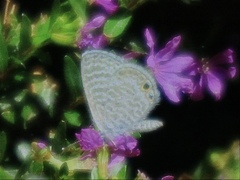 Leptotes marina