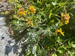 Jacobaea incana