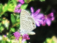Leptotes marina