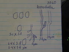 Antrodiella