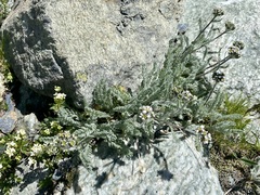 Achillea nana