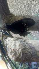 Heraclides rogeri pharnaces