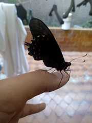 Heraclides rogeri pharnaces