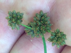 Scirpus georgianus