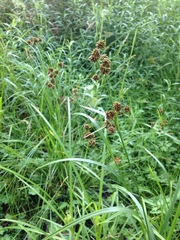 Scirpus georgianus