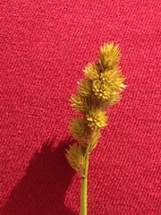 Carex tribuloides