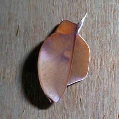 Psilopygoides oda