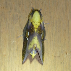 Adelowalkeria eugenia