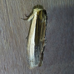 Truncaptera truncata